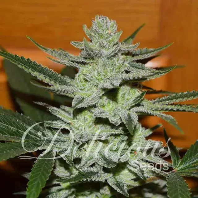 Unknown Kush Regular Cannabis Seeds | Delicious Seeds