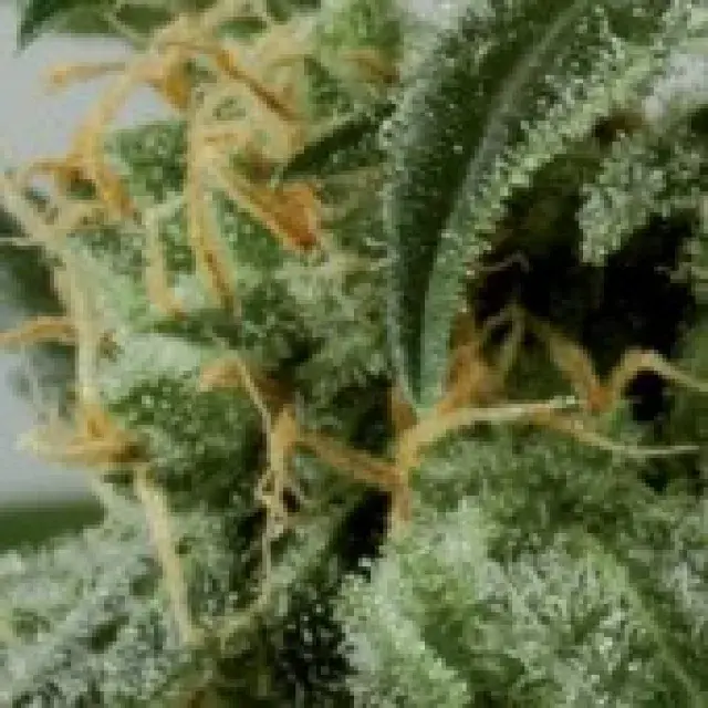  Dwarf Ryder Feminised Cannabis Seeds