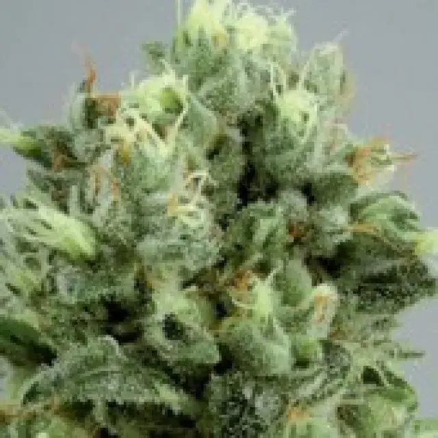  Lemon Bud Feminised Cannabis Seeds