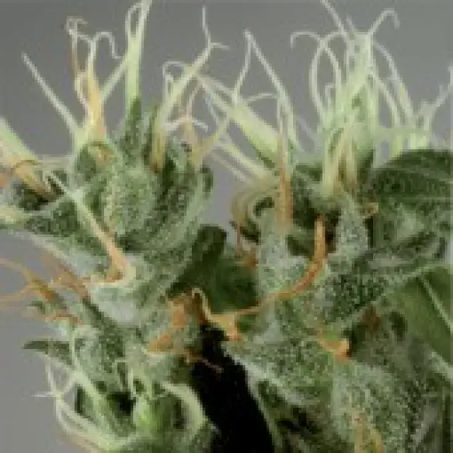 Shamanic Haze Feminised Cannabis Seeds