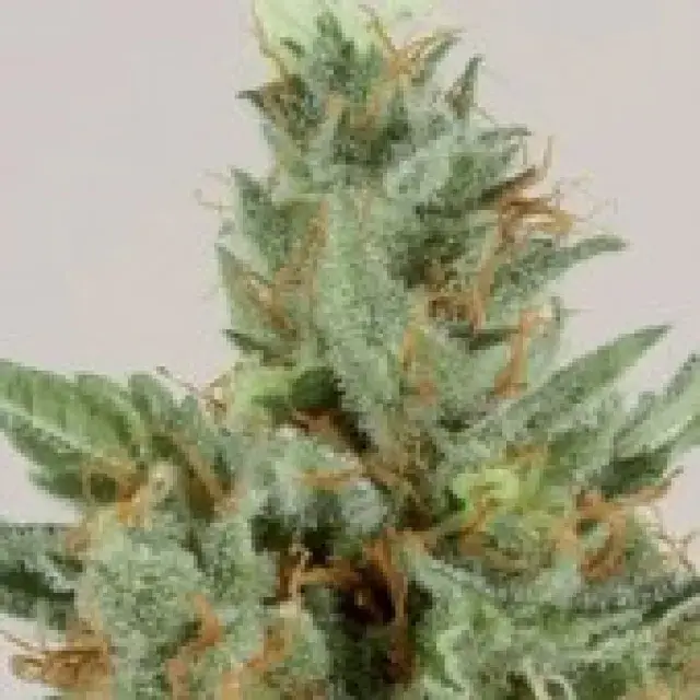 White Skunk Feminised Cannabis Seeds