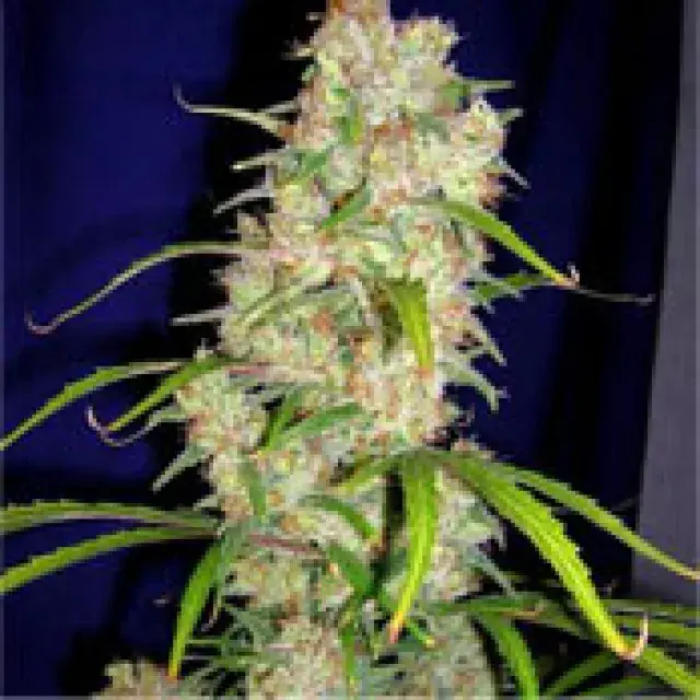 Destroyer Feminised Cannabis Seeds
