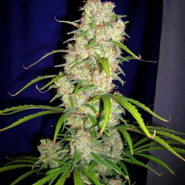 CBG Destroyer Regular Cannabis Seeds
