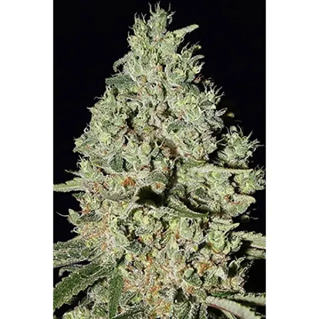 DFA Auto Feminised Cannabis Seeds | Superstrains