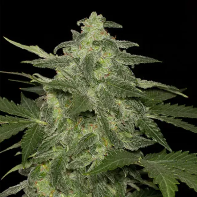 Diesel-Matic Auto Feminised Cannabis Seeds | Black Skull Seeds