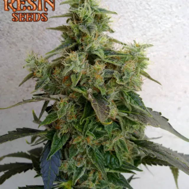 Dieseltonic Feminised Cannabis Seeds | Resin Seeds