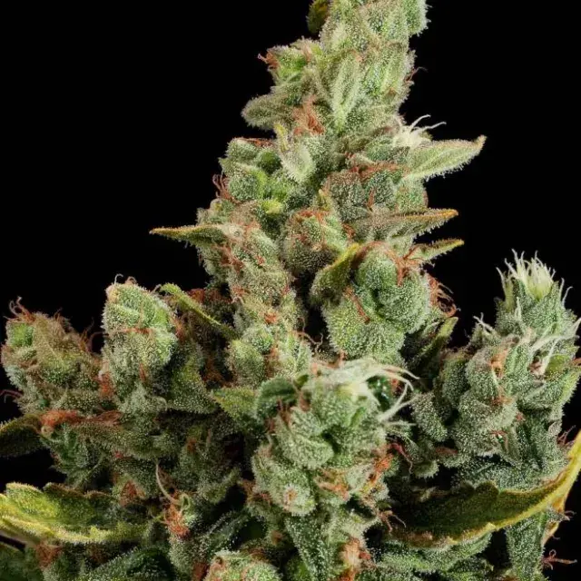 Cheese Feminised Cannabis Seeds | Dinafem Seeds