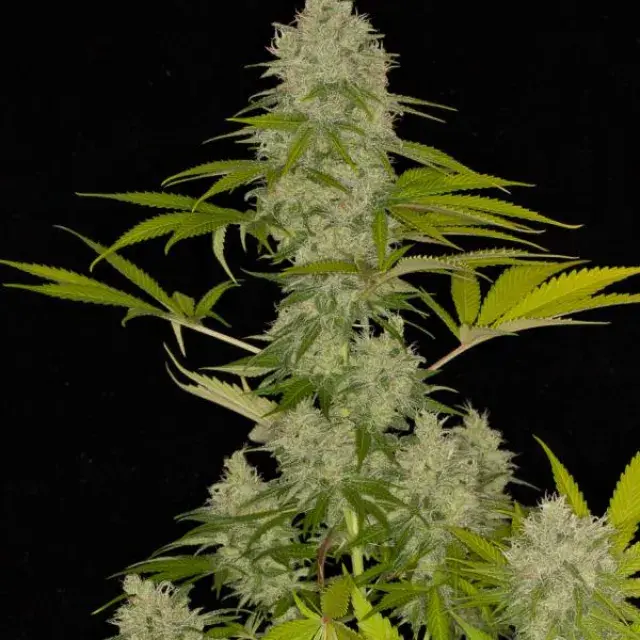 CBD Oil Maker Feminised Cannabis Seeds - Power Strains