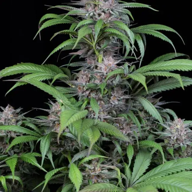 Quick Kush Feminised Cannabis Seeds | Dinafem Seeds
