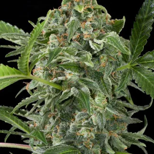 White Cheese Auto Feminised Cannabis Seeds | Dinafem Seeds