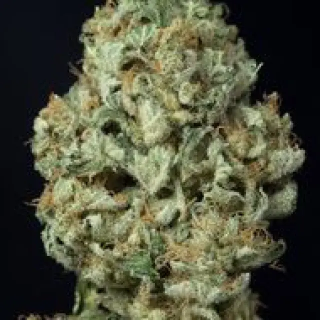 Dinamex Auto Feminised Cannabis Seeds | Dinafem Seeds