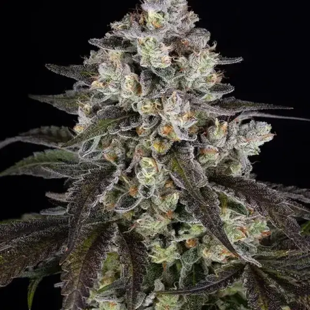 Trainwreck Feminised Cannabis Seeds | Barney's Farm.