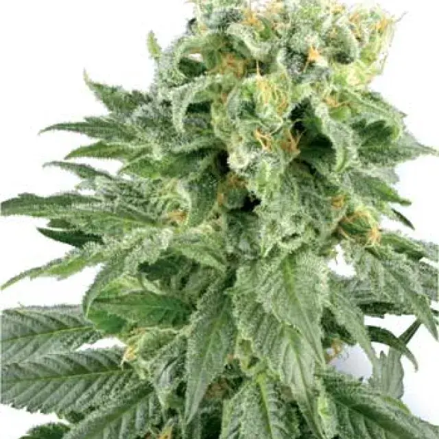 Double Gum Regular Cannabis Seeds | White Label Seed Company