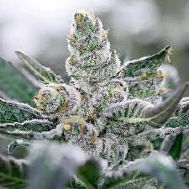 Banana Punch Feminised Cannabis Seeds - Power Strains