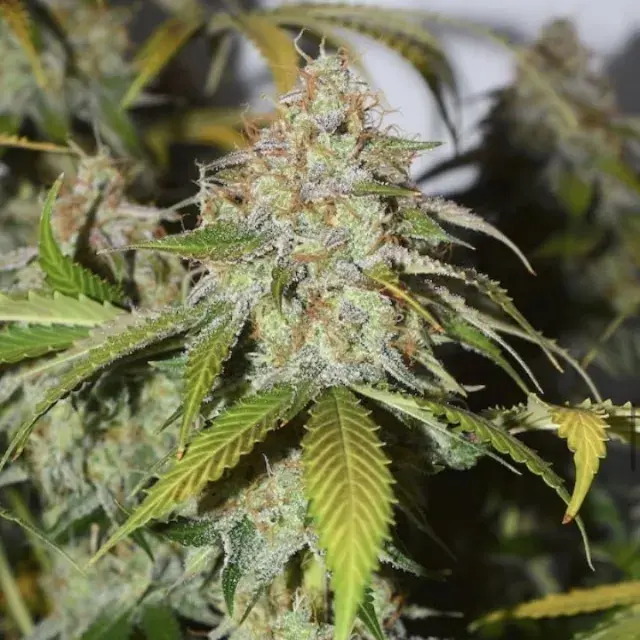 Blackberry Gum Auto Cannabis Seeds | Seed Stockers