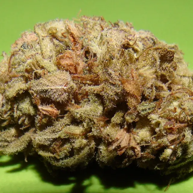 Dark Cookie Feminised Cannabis Seeds | Dr Underground