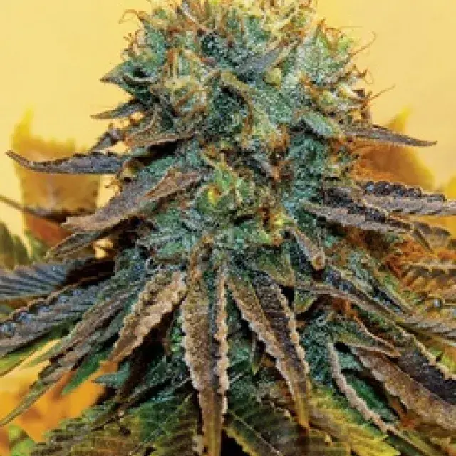 Dream Catcher Feminised Cannabis Seeds | Taylor'd Genetics