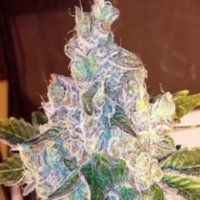 Gage Green Duende Cannabis Seeds