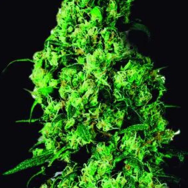 Dulce de Leche Feminised Cannabis Seeds