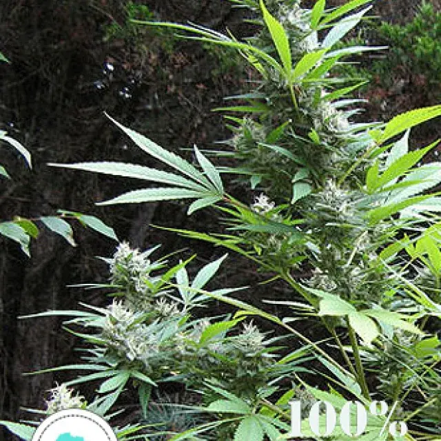 Durban Magic Regular Cannabis Seeds | Seeds of Africa