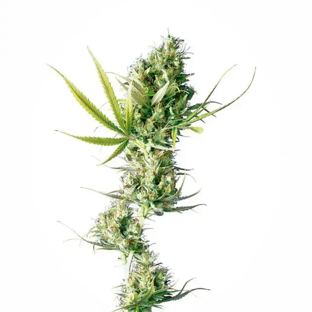 Durban Feminised Cannabis Seeds | Sensi Seeds 