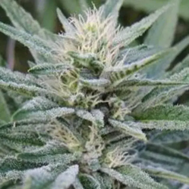 Durbin OG Regular Cannabis Seeds | Apothecary Genetics Seeds 