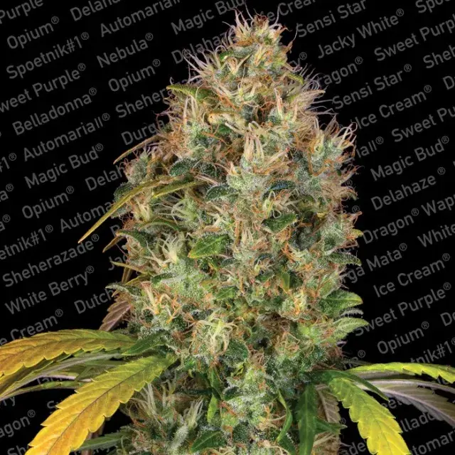 Dutch Kush Feminised Cannabis Seeds | Paradise Seeds