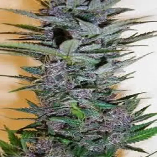 Dynamite Edelweiss Regular Cannabis Seeds | Next Generation Seeds 