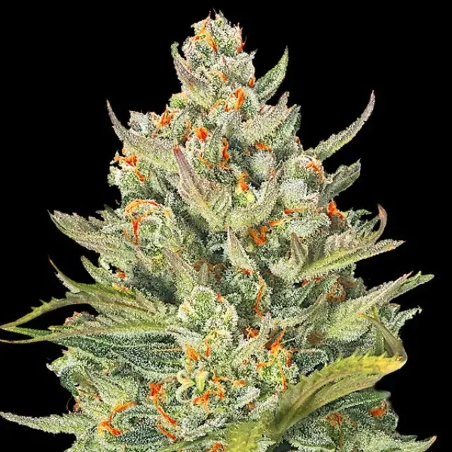 Auto Mimosa Max Feminised Cannabis Seeds | G13 Labs.