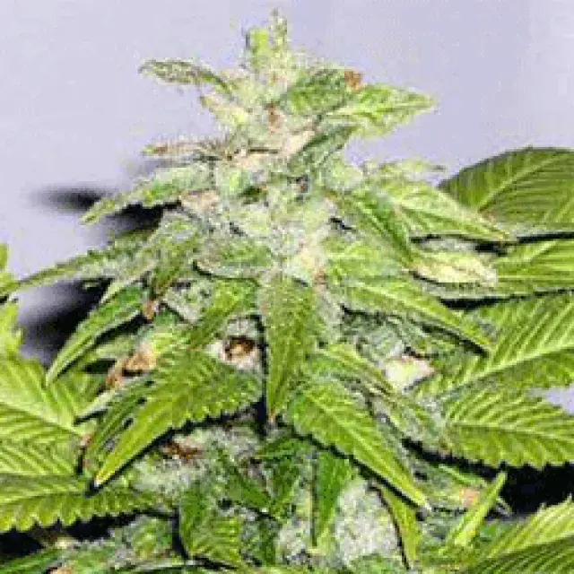 Early Riser Regular Cannabis Seeds | Sagarmatha Seeds