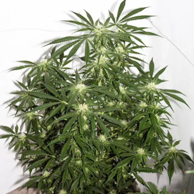 Early Skunk x Haze Regular Cannabis Seeds | Mr Nice Seeds
