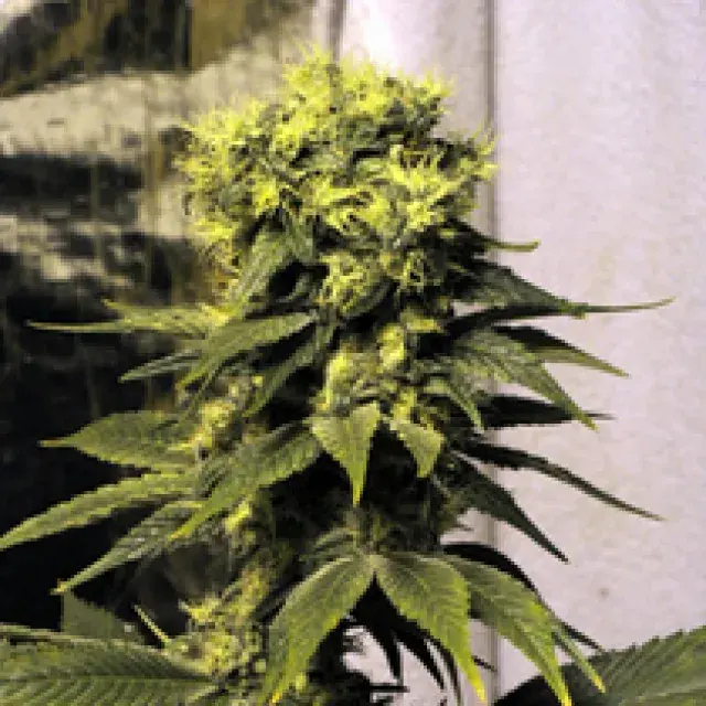 Early Queen Regular Cannabis Seeds | Mr Nice Seeds