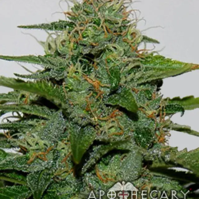 Earth OG Regular Cannabis Seeds | Apothecary Genetics Seeds