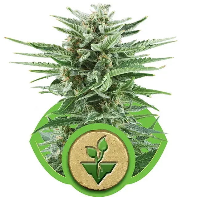 Easy Bud Auto Feminised Cannabis Seeds | Royal Queen Seeds 