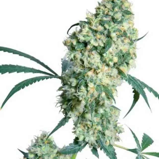 Ed Rosenthal Superbud Regular Cannabis Seeds | Sensi Seeds 