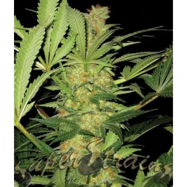 El Cucaracha Feminised Cannabis Seeds | Superstrains