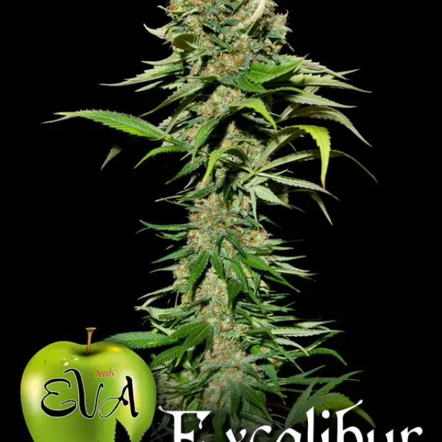 Excalibur Feminised Cannabis Seeds
