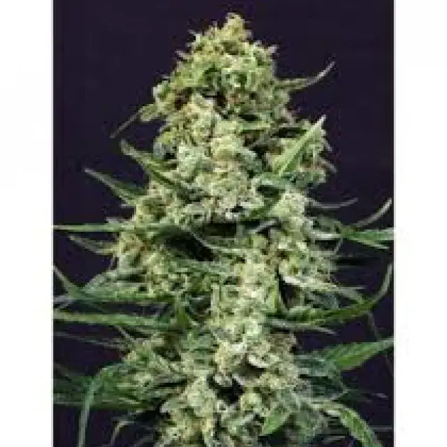 Exotic Colours Feminised Cannabis Seeds