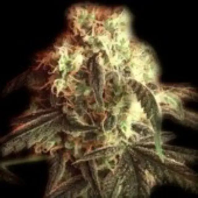 Fast Ryder I Auto Feminised Cannabis Seeds | Bulldog Seeds