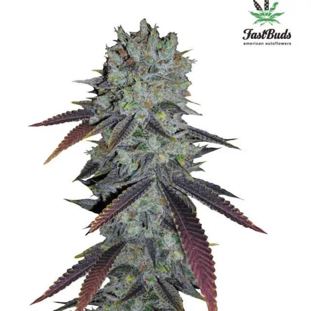 Fastberry Auto Feminised Cannabis Seeds | Fast Buds