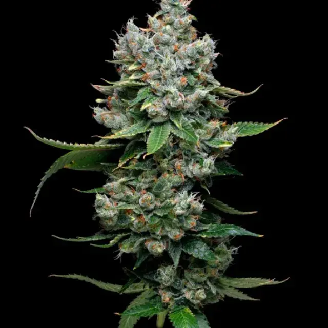 Funfetti Poundcake Feminised Cannabis Seeds - Mavericks Seeds.