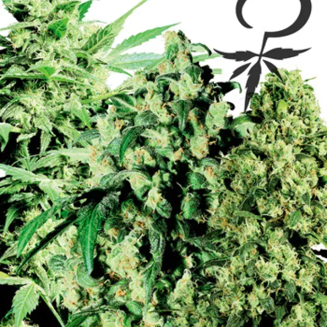 Female Mix Feminised Cannabis Seeds | White Label Seed Company