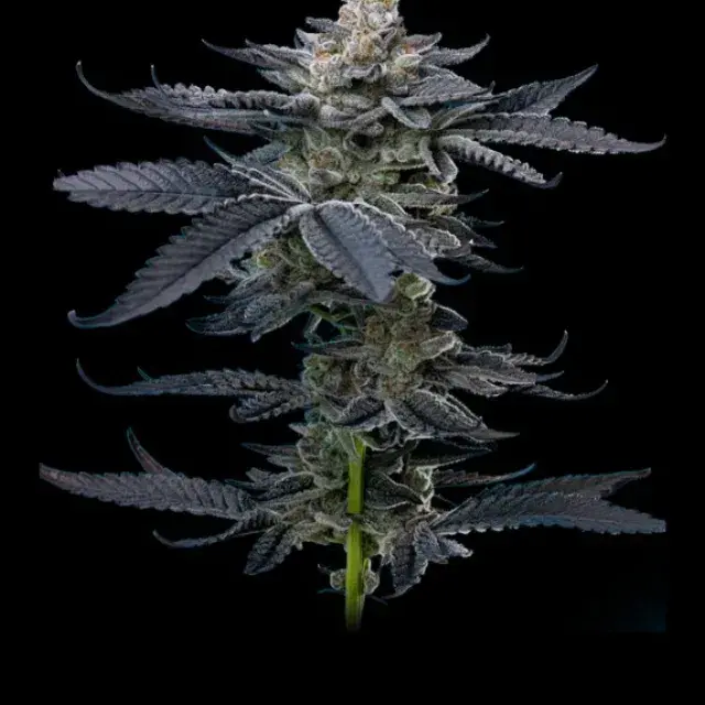 Gary Payton Feminised Cannabis Seeds - Mavericks Seeds.