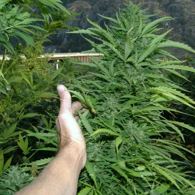 Amazing Cherry Feminised Auto Cannabis Seeds Super Autos by Stitch | Flash Super Autos