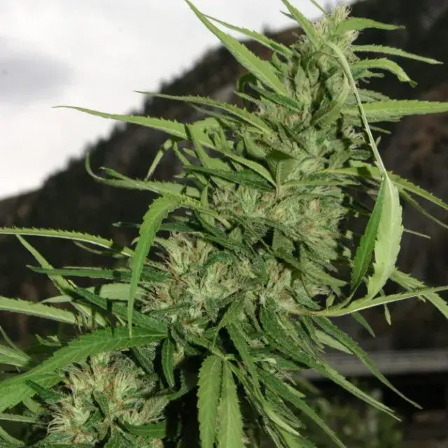 Cookie G13 Feminised  Auto Cannabis Seeds Super Autos by Stitch | Flash Super Autos