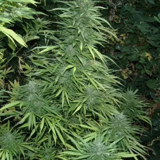 Cristal Fruity Kush Feminised  Auto Cannabis Seeds Super Autos by Stitch | Flash Super Autos