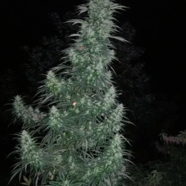 Panama Lime Feminised Cannabis Seeds