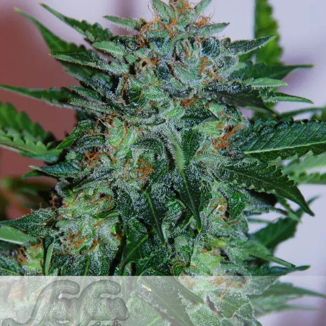 Flash Babylon Auto Feminised Cannabis Seeds
