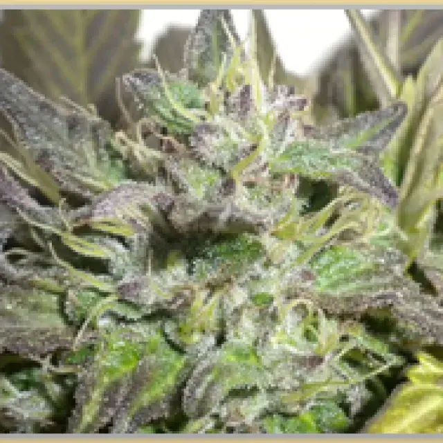 Gage Green Flight 813 Cannabis Seeds