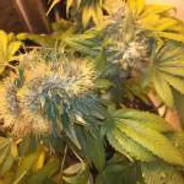 Buy Strain Hunters Flowerbomb Kush Feminised Cannabis Seeds